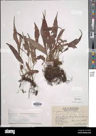 Image result for Megalastrum lanuginosum