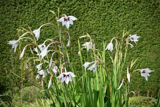 The Abyssinian gladiolus – Herbidacious