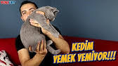 Kedilere Kilo Aldirmak Icin Hangi Mama Kullanilmalidir Youtube