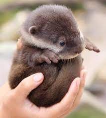 Baby Otter Baby Animals Cute Animals Animals