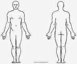Resultado de imagen para cuerpo humano