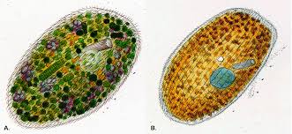 Image result for Isoglossa ciliata