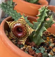 Image result for Huernia zebrina