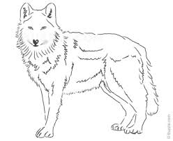 The pictures above are examples of wolf drawing easy to be copied by your children in learning to draw wolves. Easy Pencil Easy Sk H Wolf Drawing Novocom Top