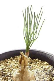 Image result for Gethyllis transkarooica