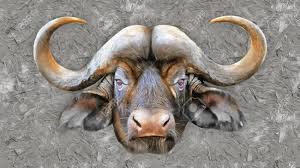 Abstract buffalo by pol ledent : Modern Oil Painting Of African Buffalo Artist Collection Of Stock Photo Picture And Royalty Free Image Image 146781073