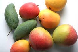 In my opinion, one of the very best times to visit the caribbean. Future Mango Varieties Require Careful Treading Farm Online Australia