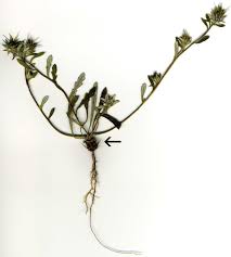 Image result for Hirpicium bechuanense