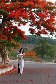 Đại đường minh nguyệt / phong khởi nghê thường. Chum áº£nh PhÆ°á»£ng Ná» Ä'á» Rá»±c Trá»i Háº£i Phong Ttvh Online