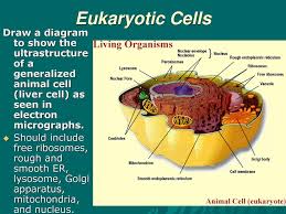 We did not find results for: Topic 1 Cell Biology Ppt Download