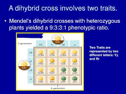 A dihybrid cross involves two traits, such as color and size. Before Genetics A Quick Review Ppt Download