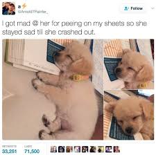 28 Tweets Con Imagenes Perfectas Que Demuestran Que Los Animales Son Mucho Mejores Que Los Humanos Animales Tiernos Komik Hayvanlar Kopek Hayvanlar