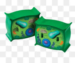 We did not find results for: Sel Sel Tanaman Dinding Sel Gambar Png