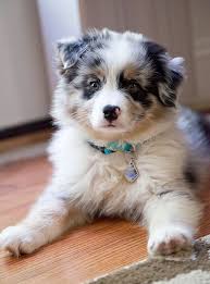 We have for sale red merle, blue merle , black tri and red tri's, not to. Pin On Australian Shepherd