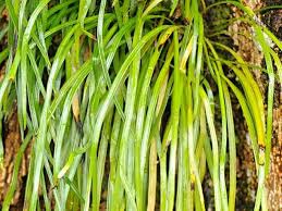 Image result for Vittaria elongata