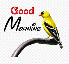 We did not find results for: Png Transparent Good Morning Transparent Good Morning Png Morning Png Free Transparent Png Images Pngaaa Com