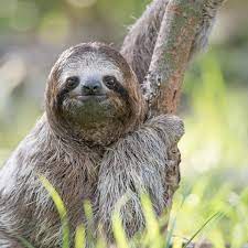 Examples of sloth in a sentence. Why Can T We Leave Them Alone The Troubling Truth About Selfies With Sloths Animals The Guardian