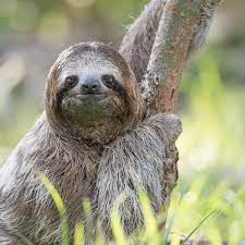 Oct 26, 2019 · sloth hair also provides home to an entire ecosystem of invertebrates ⁠— some species of which are found nowhere else on earth (like the 'sloth moth'). Why Can T We Leave Them Alone The Troubling Truth About Selfies With Sloths Animals The Guardian