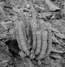 Image result for Duosperma fanshawei