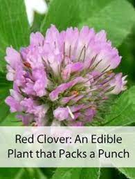 Red Clover An Edible Plant That Packs A Punch Mom Prepares Edible Plants Edible Wild Plants Plants