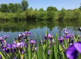 A voice for the natural landscaping movement. Working toward the next four  decades of growing native plants and restoring natura