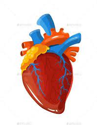 Human Heart Anatomy Vector Medical Illustration Medical Illustration Heart Anatomy Human Heart Anatomy