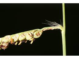 Image result for Paspalum plicatulum