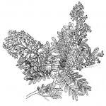 Image result for Cryptosepalum maraviense