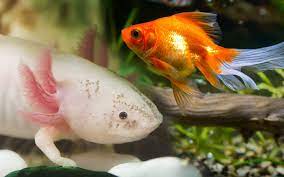 Axolotl And Goldfish Can You Keep Them Together Aquariumnexus