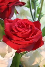 You can see how to get to pattis flowers on our website. Florists In Franklin Tennessee Including Teleflora Flower Shops Ftd Florists In Franklin Tn The Franklin Nashville Tn Guide