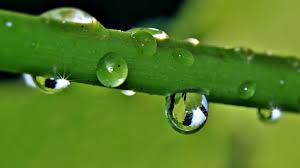 Free Images : nature, grass, branch, dew, light, vine, sunlight, flower,  raindrop, wet, reflection, insect, botany, surface tension, flora, fauna,  drip, sparkle, close up, grapevine, green plant, transparent, refreshment,  rays, shiny, drop