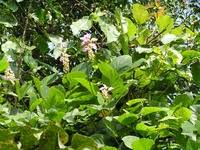 Image result for Canavalia africana