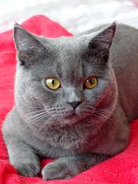 Amber S English Cousin British Blue Cat Cats And Kittens Blue Cats