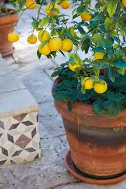 Required Reading A Garden Can Be Anywhere Gardenista Fruit Garden Design Container Gardening Garden Design