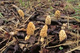 Does the source of the spore that produces the morel die out? Morel Hunting Mdc Teacher Portal