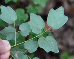 Image result for Blyxa hexandra