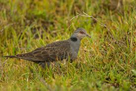 Or maybe just something that symbolizes peace or love. Dusky Turtle Dove Wikipedia