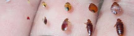 When in their third stage, baby bed bugs are 2.5mm and the fourth 3mm long. Confessions Of A Bed Bug Victim The Bed Bug Blogger