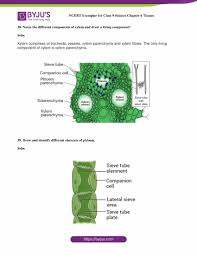 These tissues are fibrous, flexible and with lot of strength. Ncert Exemplar Class 9 Science Solutions Chapter 6 Tissues Ncert Exemplar Free Pdf Download