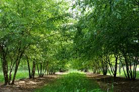 Image result for Ulmus parvifolia