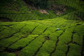 Mencari tempat menarik di cameron highlands? 41 Tempat Menarik Di Cameron Highland 2021 Percutian Dingin Nyaman