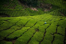 Itinerary trip di cameron highlands 3 hari 2 malam 3d2n tahun 2021. 41 Tempat Menarik Di Cameron Highland 2021 Percutian Dingin Nyaman