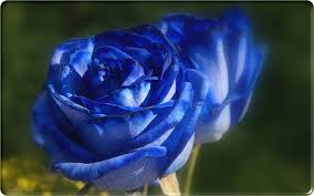 Rose Garden Beautiful Blue Rose Flowers Blue Roses Wallpaper Rose Flower Pictures Blue Roses
