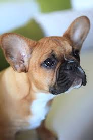 Black And Tan Merle Frenchie Jl Designs Social French Bulldog French Bulldog Dog Bulldog