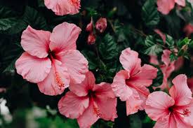 Image result for Hibiscus
