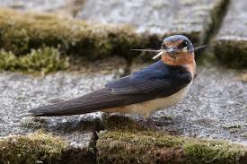 Choose a temperature scenario below to see which threats will affect this species as warming increases. Diet And Foraging Barn Swallow Hirundo Rustica Birds Of The World