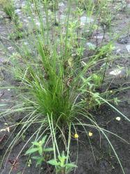 Image result for Pycreus flavidus