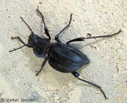 Maybe you would like to learn more about one of these? Tribe Akidini Inaturalist