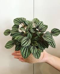 I thought i'd share with you my process with repotting peperomia plants. Good Day On Instagram How Cute Is This Peperomia Piccolo Banda Plant The Perfect Gift For This Mother S Day They Are Sell Peperomia Plants Perfect Gift