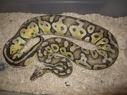 Pewter latte ball python by vesper ball pythons. Breeding Ball Pythons